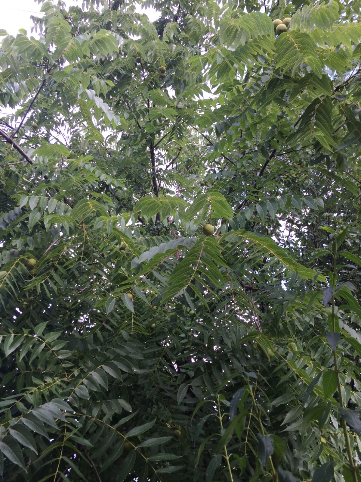 4 lb BLACK WALNUTS In Green Shell / Hull Organic PA Grown Crop for Tincture etc