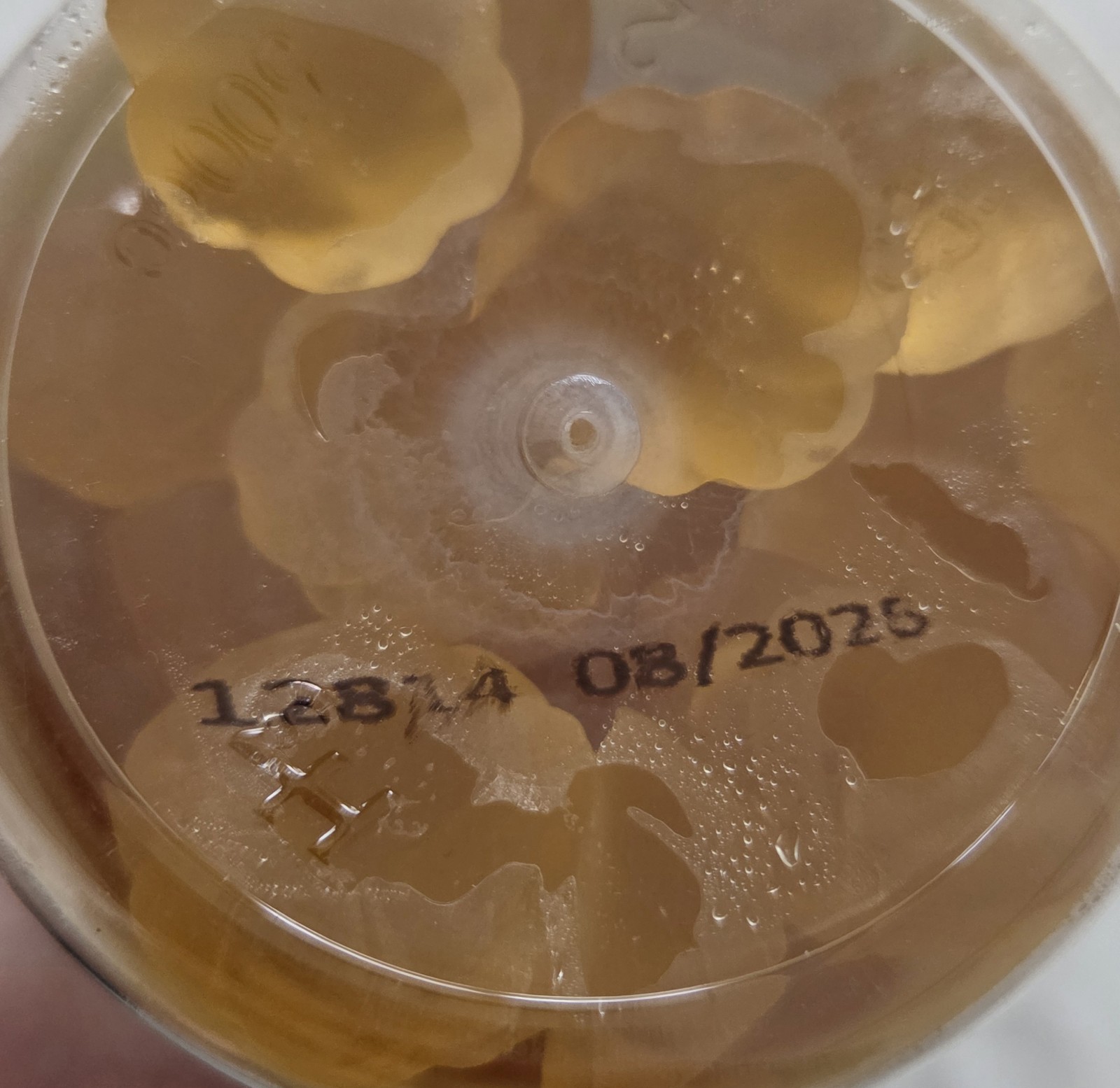 Sugar-Free Colostrum Gummies, Bovine Colostrum for Humans, Grass-Fed 8/2026