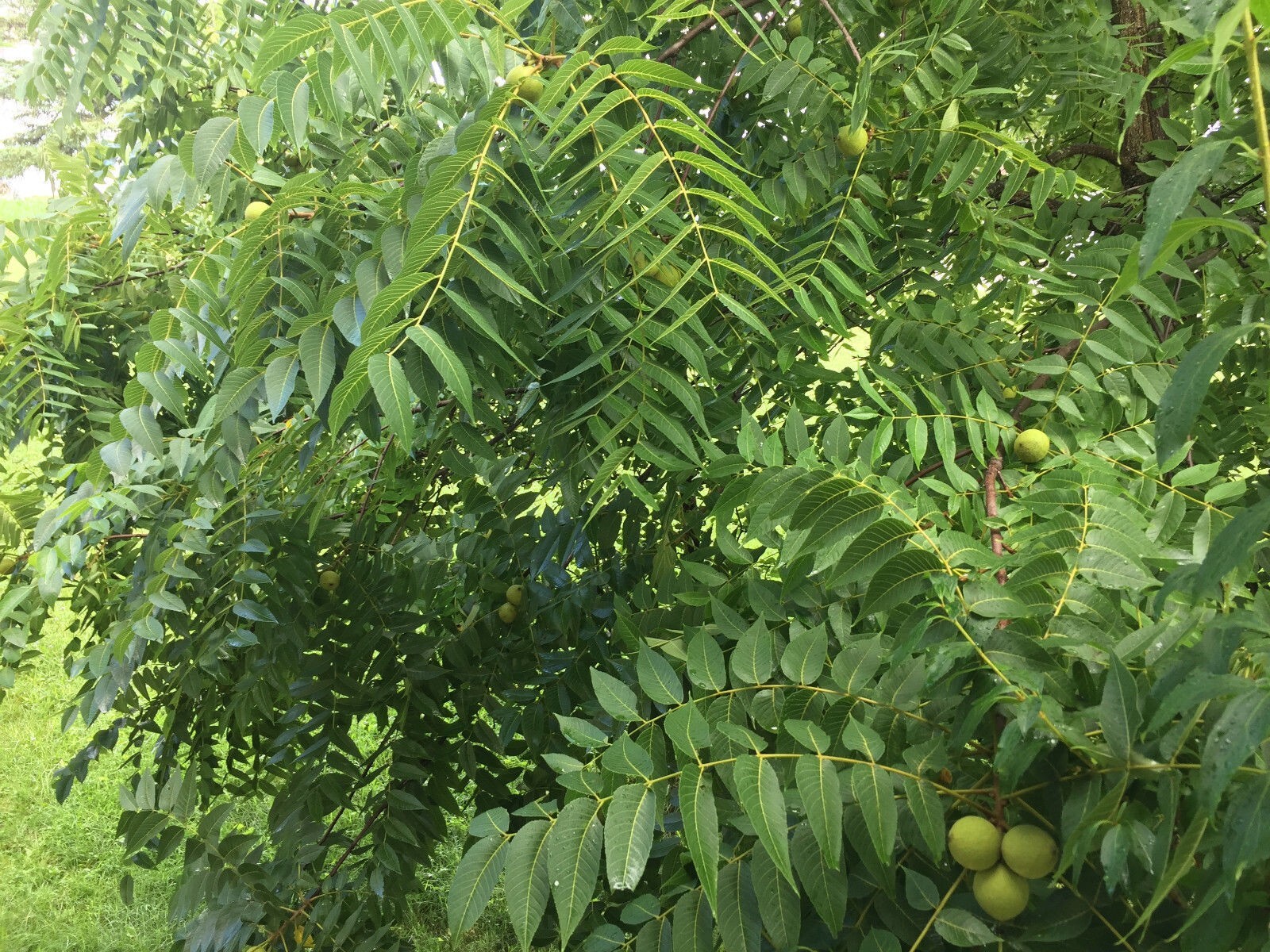 4 lb BLACK WALNUTS In Green Shell / Hull Organic PA Grown Crop for Tincture etc