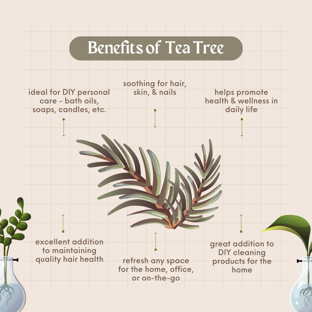 4 fl oz Tea Tree Essential Oil 100% Pure & Natural w/ 3 Free Droppers
