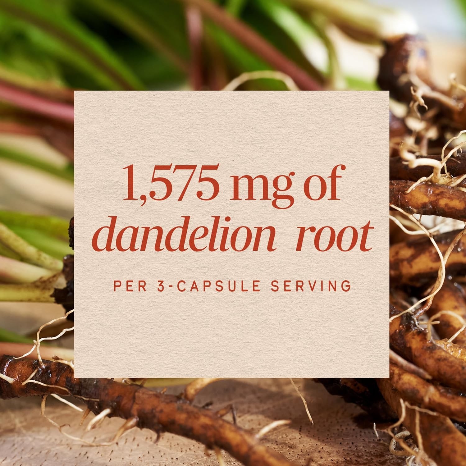 Dandelion Root Capsules, Traditional Diuretic Herb, 1,575 Mg Dandelion Root per
