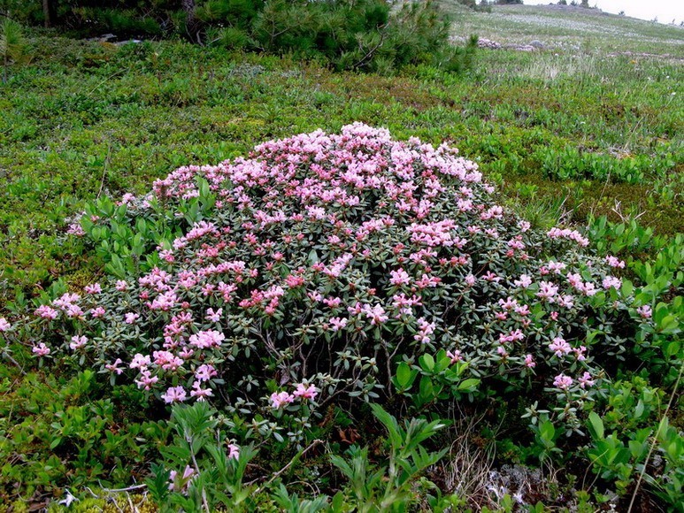 Sagan Daila Tea 50g Wild Harvest 2024 Rhododendron adamsii Siberian Herbal