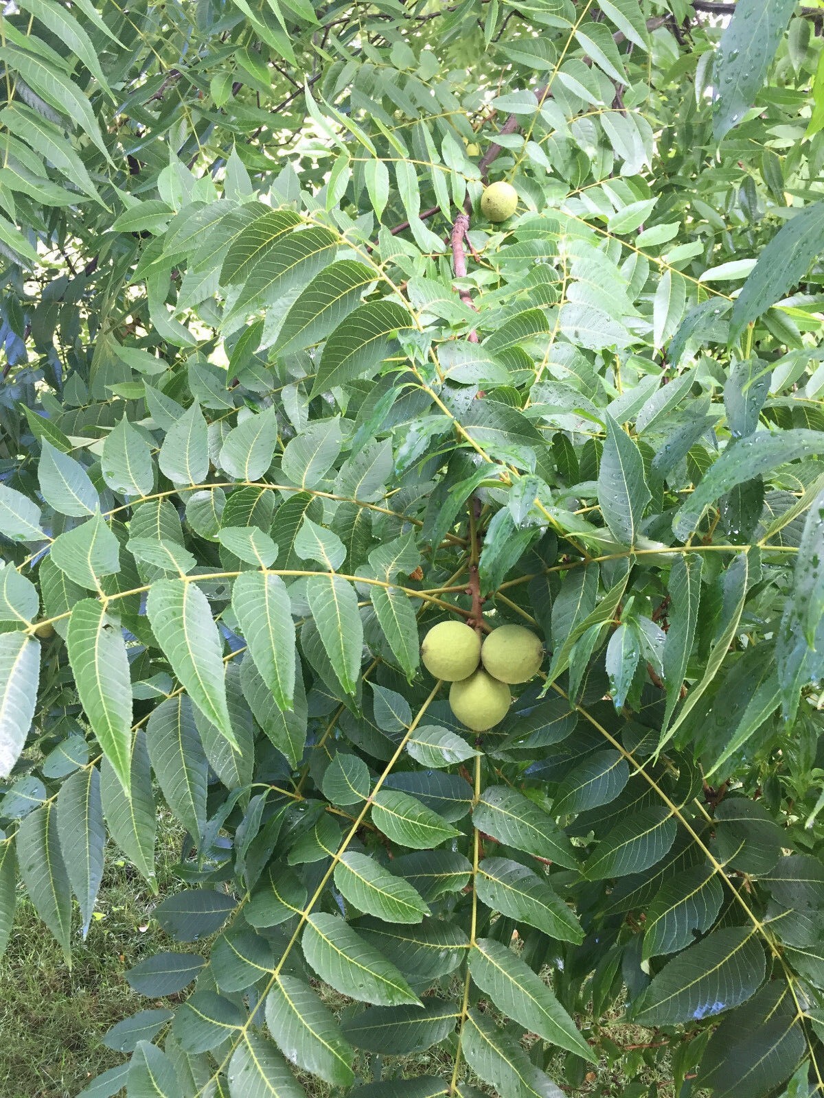 4 lb BLACK WALNUTS In Green Shell / Hull Organic PA Grown Crop for Tincture etc