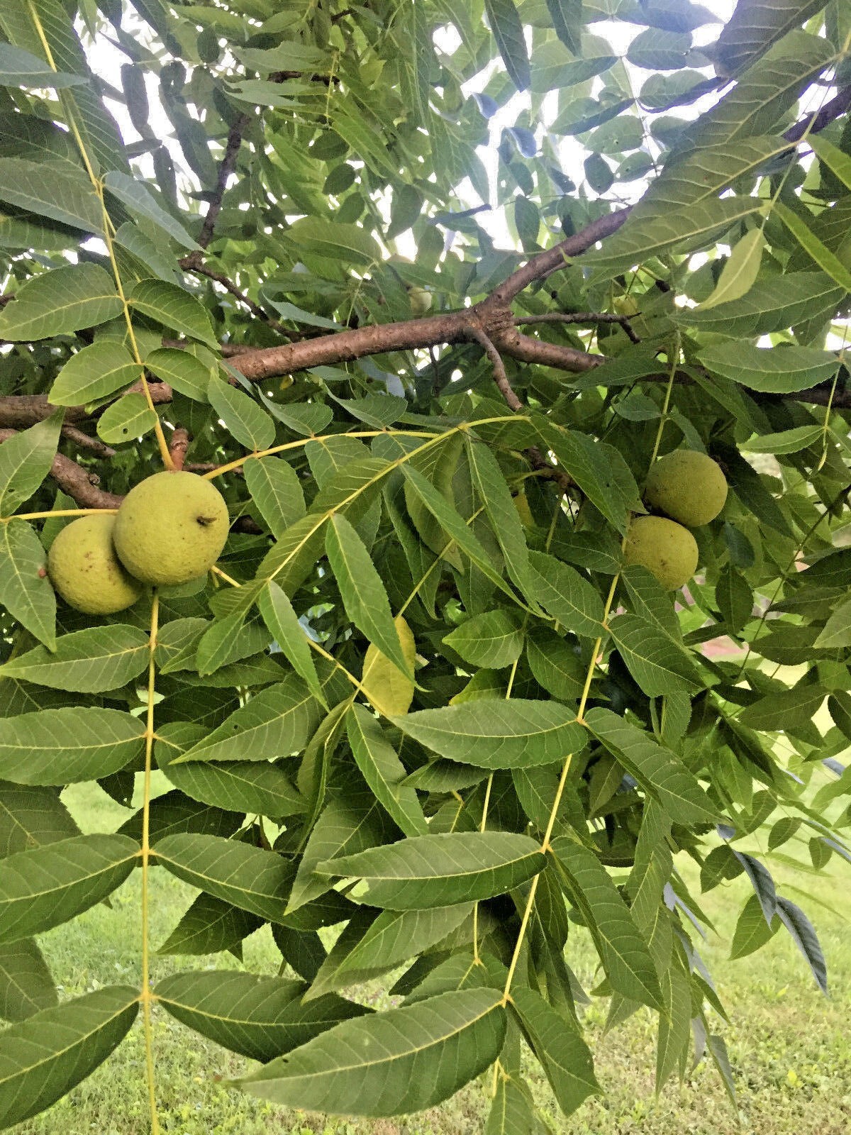 4 lb BLACK WALNUTS In Green Shell / Hull Organic PA Grown Crop for Tincture etc