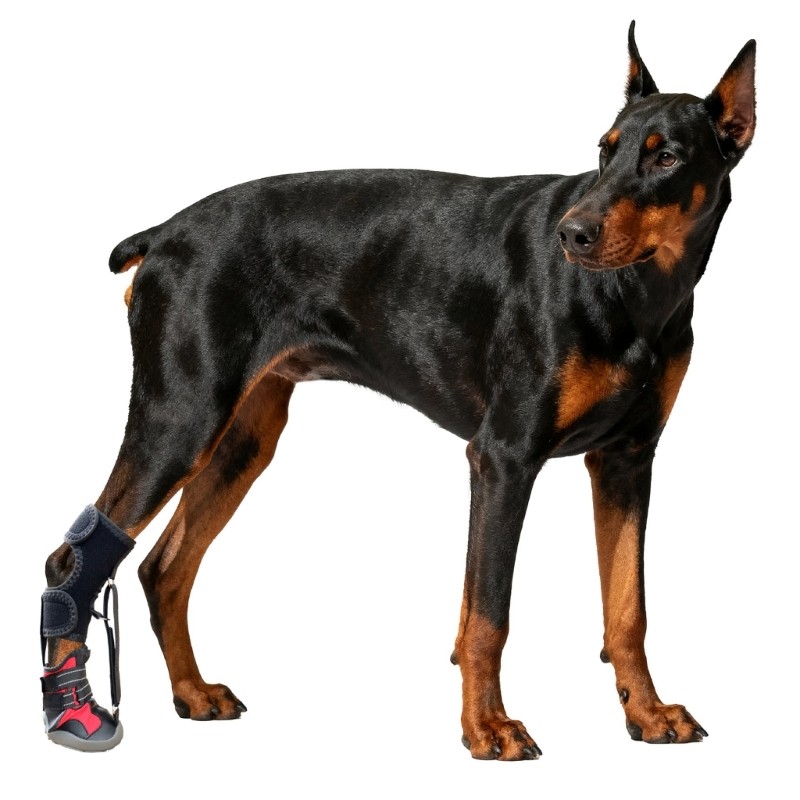 No Knuckling fit for Brace Boot Dog Dragging Paws 1/2Pieces Dog Shoes