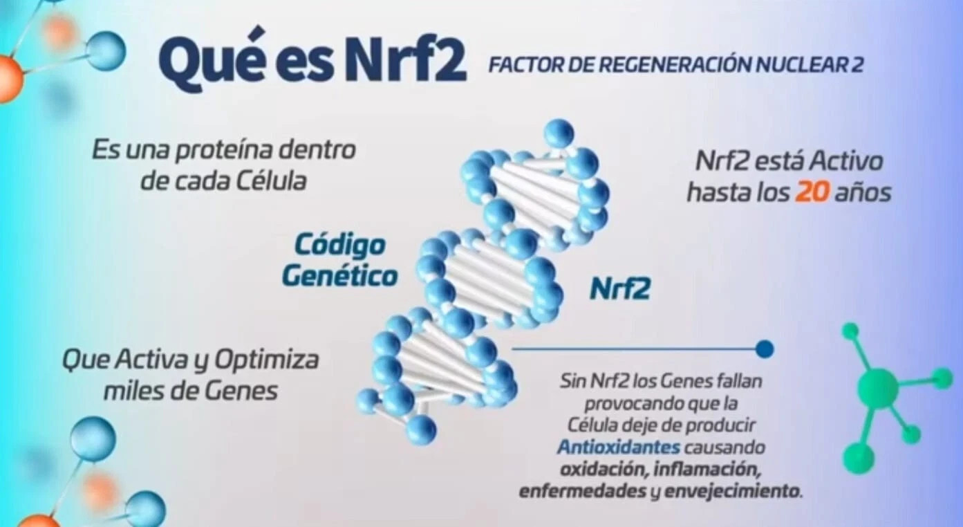 ACTIVZ LINQ 60 Capsules Strengthens The Gut/brain Connection Free Shipping