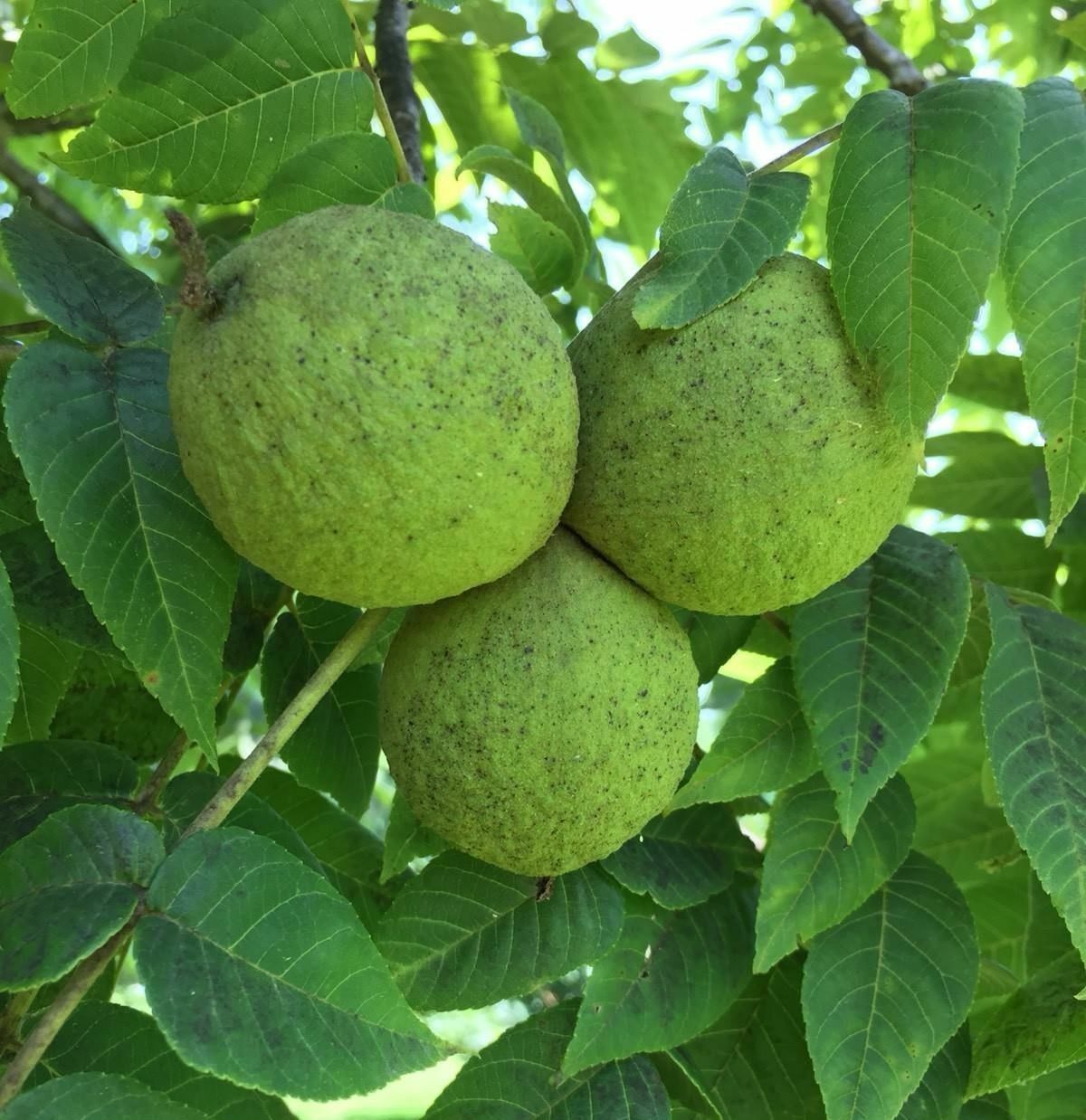 4 lb BLACK WALNUTS In Green Shell / Hull Organic PA Grown Crop for Tincture etc