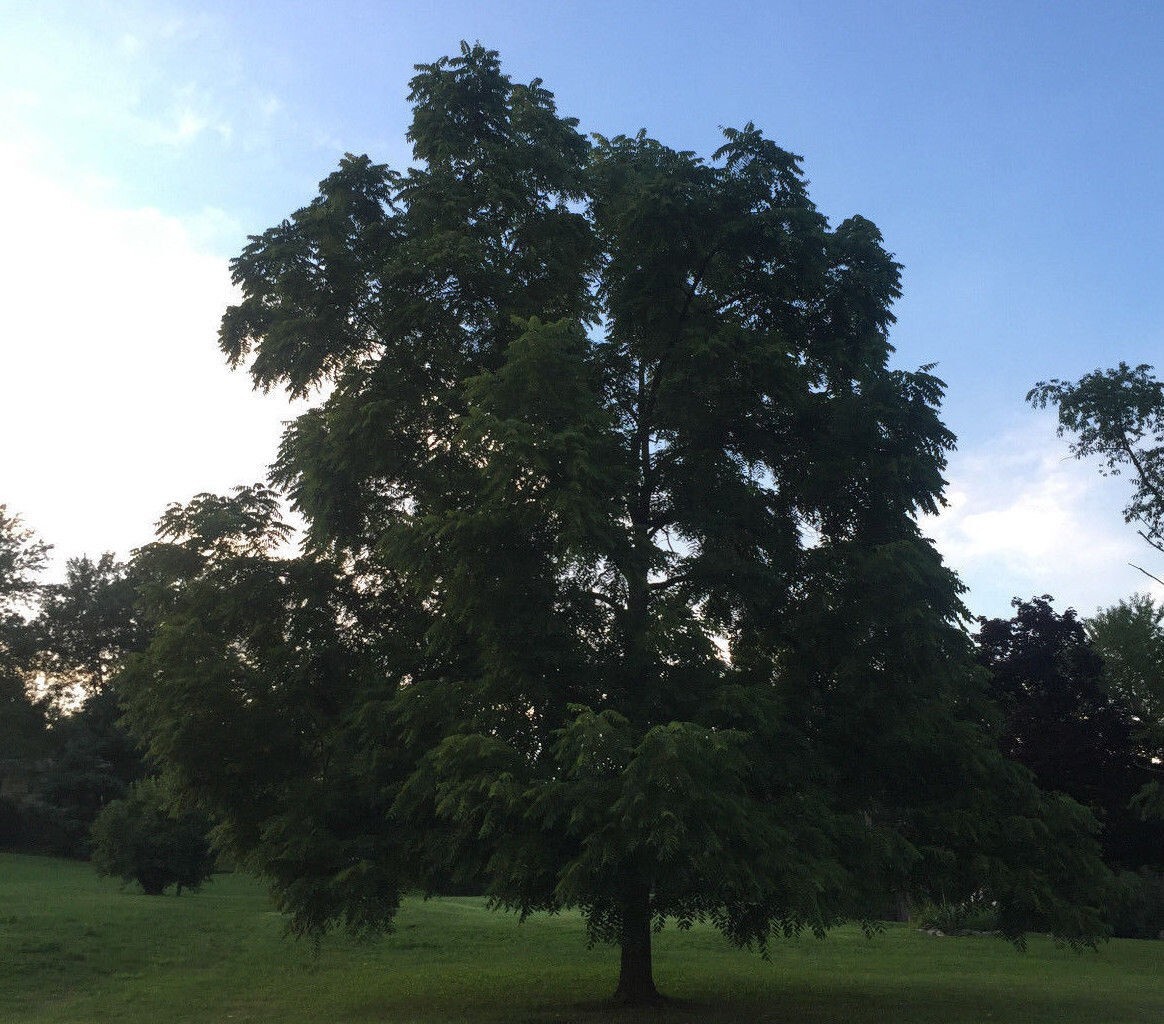 4 lb BLACK WALNUTS In Green Shell / Hull Organic PA Grown Crop for Tincture etc