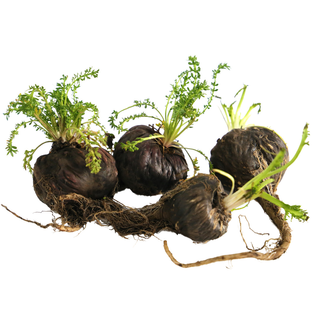 Maca Root Powder Black Raw Pure Natural NonGMO Peruvian Superfood Bulk